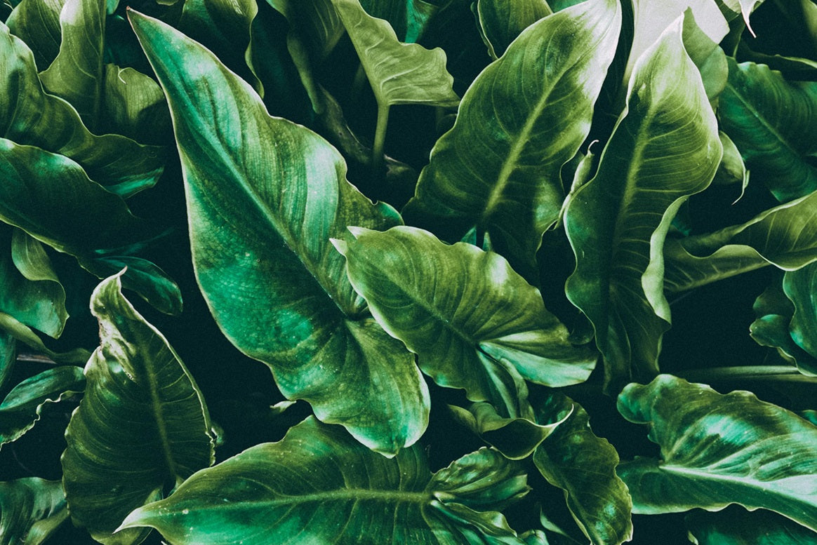 Close-up of green leaves with a focus on texture and color.