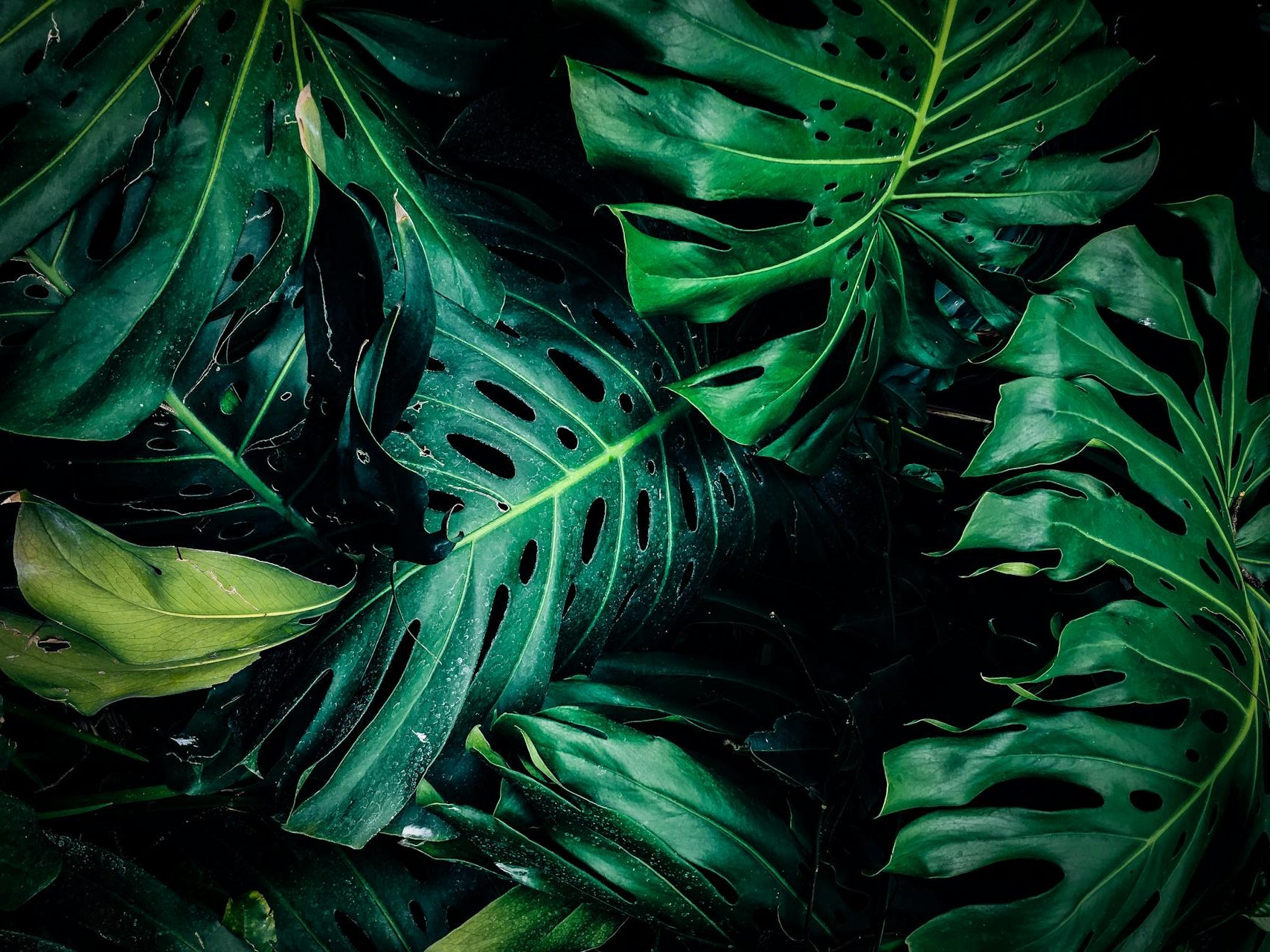 Close-up of tropical leaves with a dark background